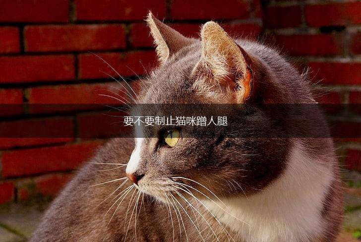 要不要制止猫咪蹭人腿,第1张