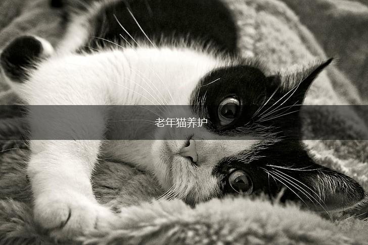 老年猫养护,第1张