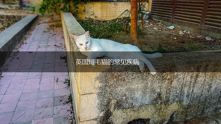 英国短毛猫的常见疾病,第1张