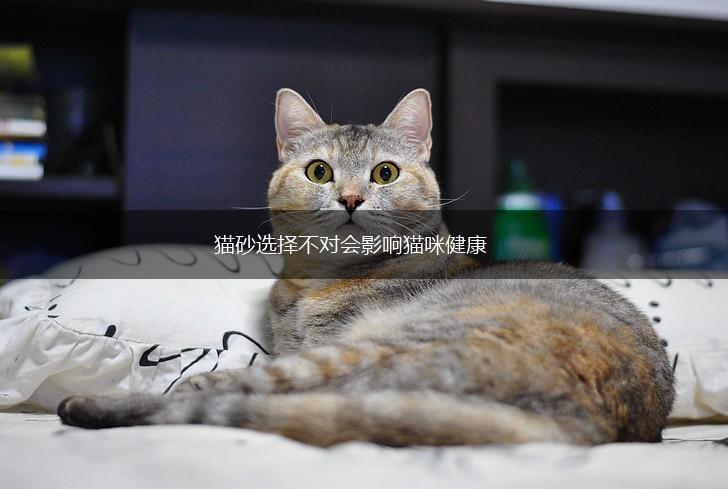 猫砂选择不对会影响猫咪健康,第1张