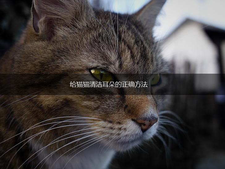 给猫猫清洁耳朵的正确方法,第1张
