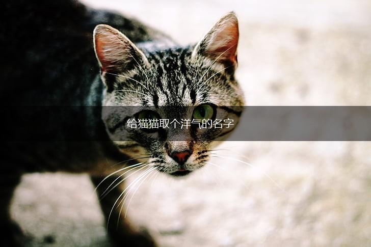 给猫猫取个洋气的名字,第1张 给猫猫取个洋气的名字,第1张