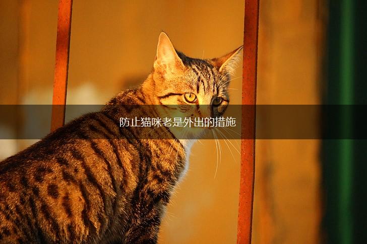 防止猫咪老是外出的措施,第1张