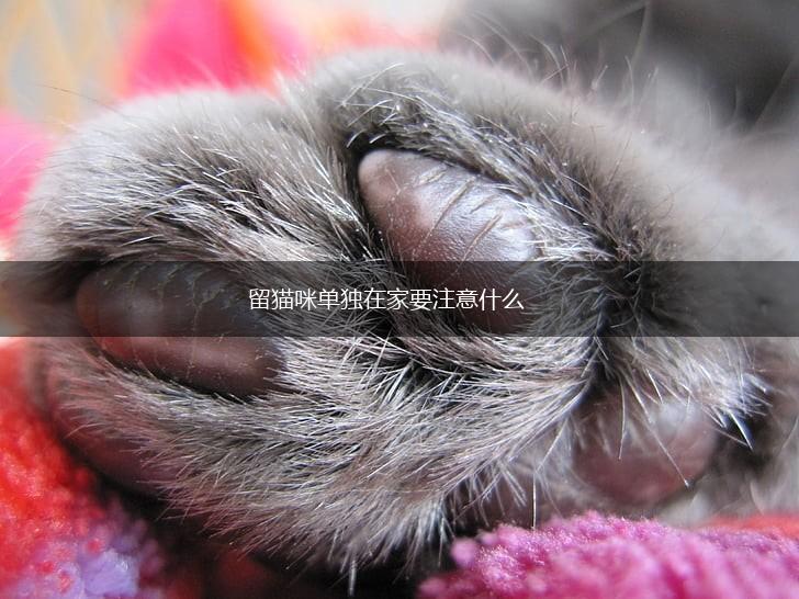 留猫咪单独在家要注意什么,第1张 留猫咪单独在家要注意什么,第1张