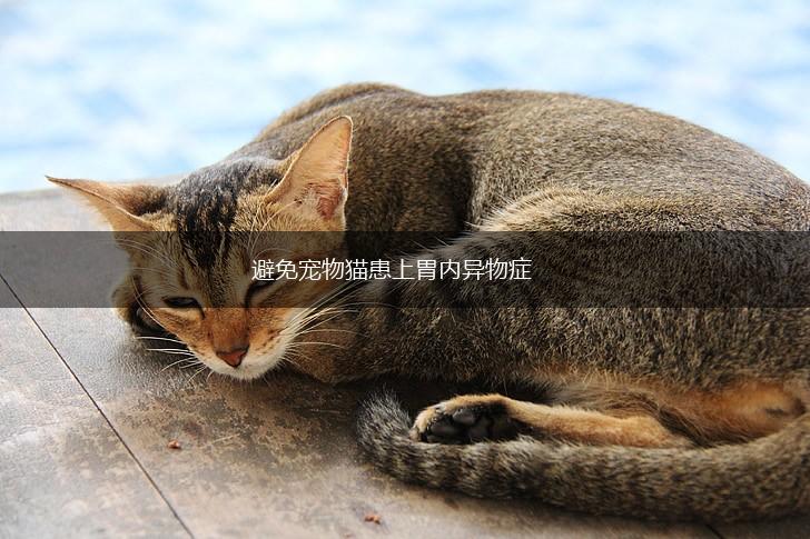 避免宠物猫患上胃内异物症,第1张