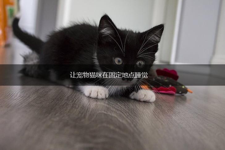 让宠物猫咪在固定地点睡觉,第1张