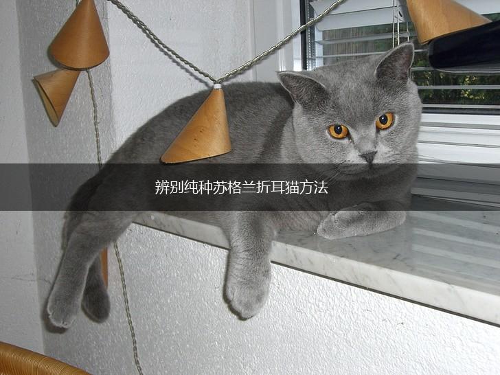 辨别纯种苏格兰折耳猫方法,第1张