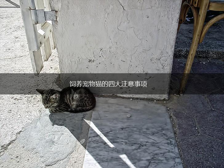 饲养宠物猫的四大注意事项,第1张