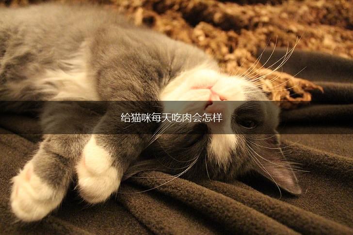 给猫咪每天吃肉会怎样,第1张