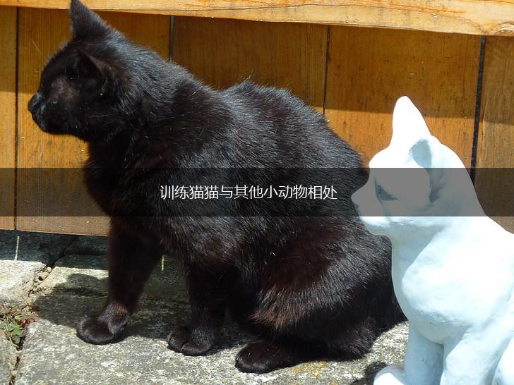 训练猫猫与其他小动物相处,第1张