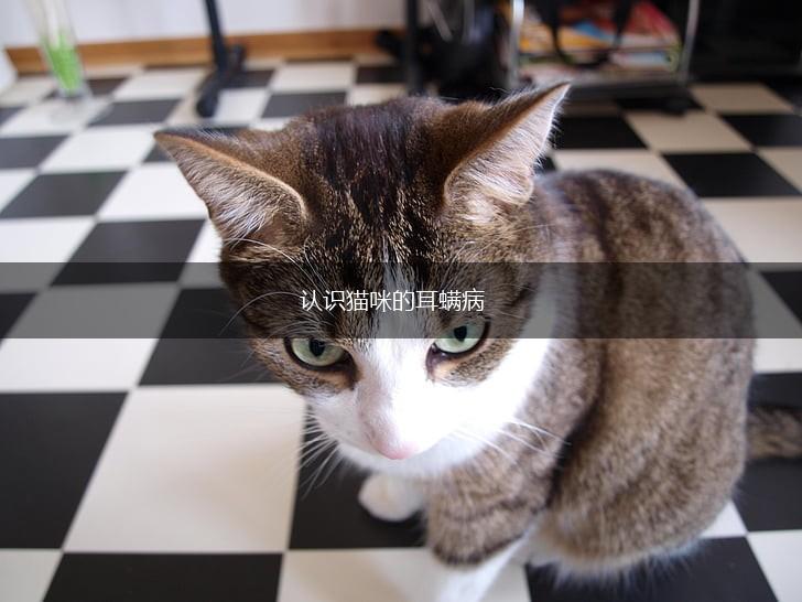 认识猫咪的耳螨病,第1张