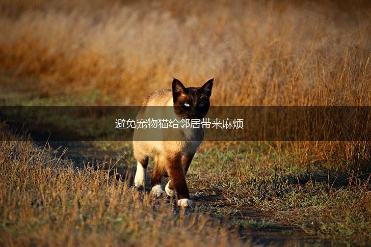 避免宠物猫给邻居带来麻烦,第1张 避免宠物猫给邻居带来麻烦,第1张