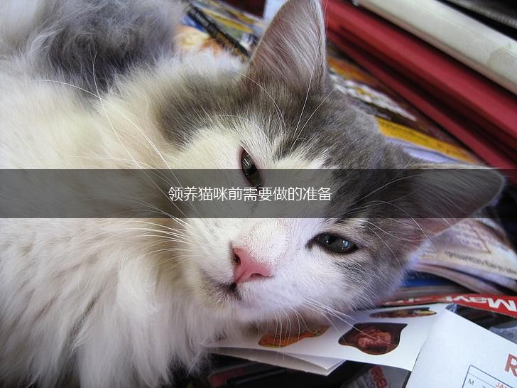 领养猫咪前需要做的准备,第1张