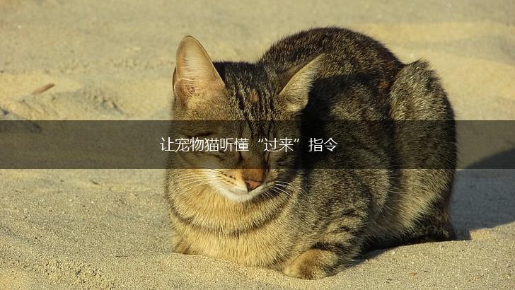 让宠物猫听懂“过来”指令,第1张