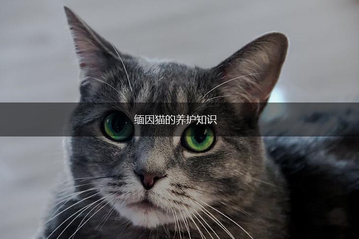缅因猫的养护知识,第1张 缅因猫的养护知识,第1张