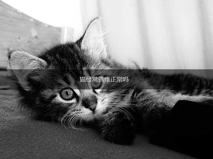 猫经常抓痒正常吗,第1张