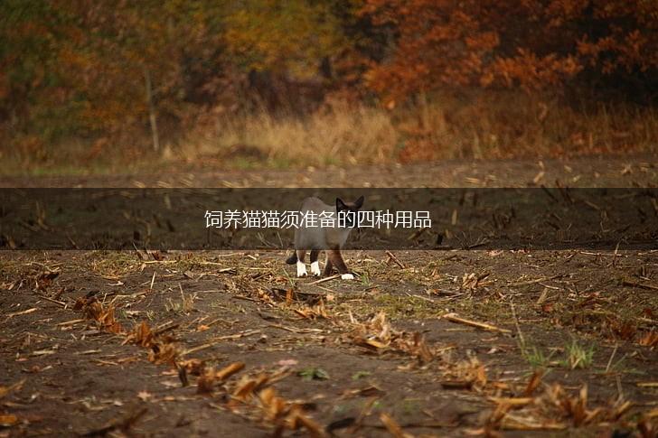 饲养猫猫须准备的四种用品,第1张