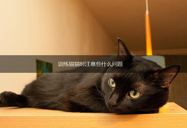 训练猫猫时注意些什么问题,第1张