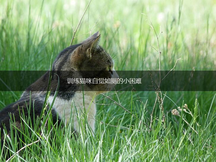 训练猫咪自觉如厕的小困难,第1张