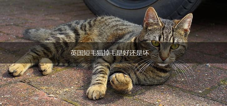 英国短毛猫掉毛是好还是坏,第1张