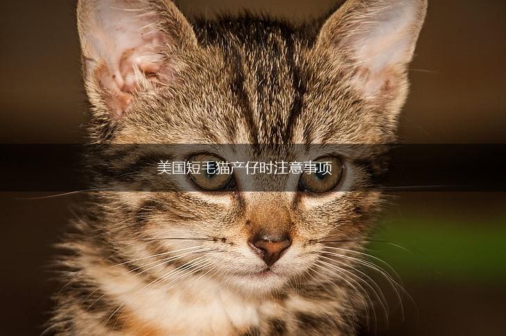 美国短毛猫产仔时注意事项,第1张 美国短毛猫产仔时注意事项,第1张