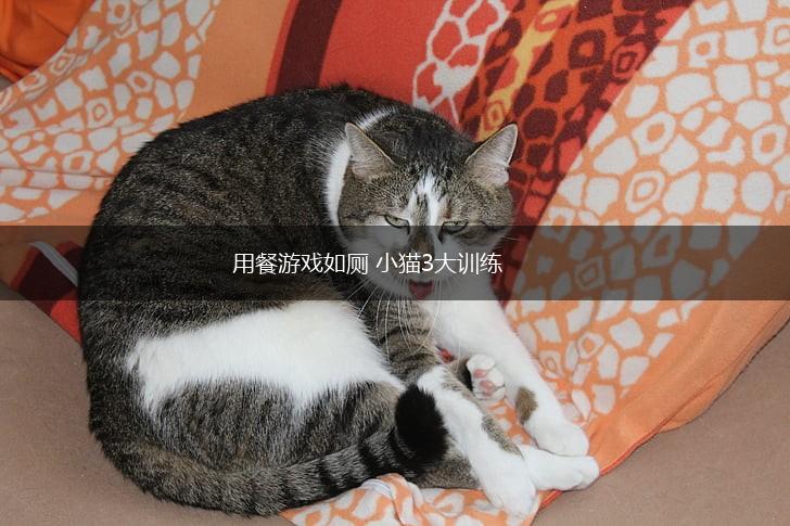 用餐游戏如厕 小猫3大训练,第1张 用餐游戏如厕 小猫3大训练,第1张