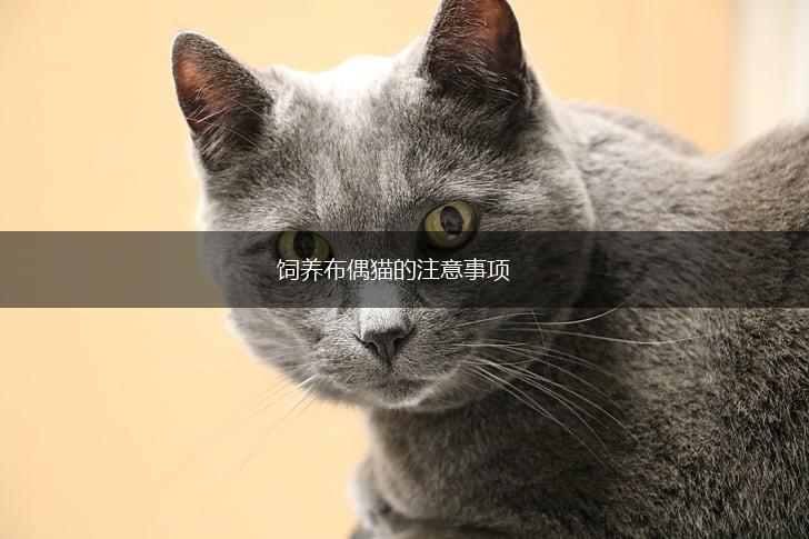 饲养布偶猫的注意事项,第1张