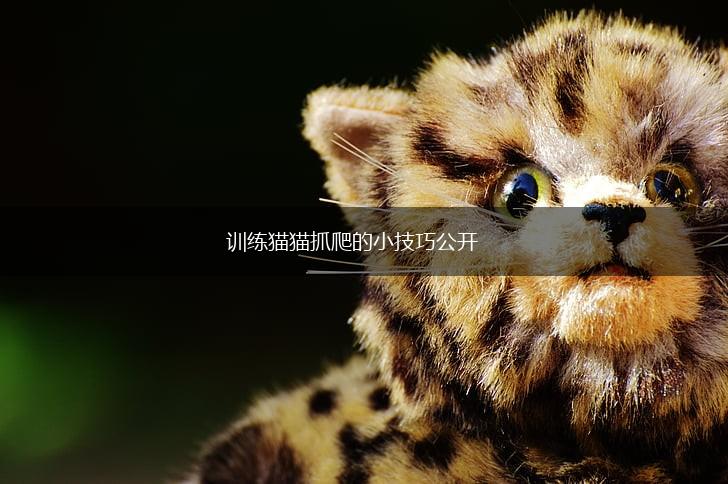 训练猫猫抓爬的小技巧公开,第1张