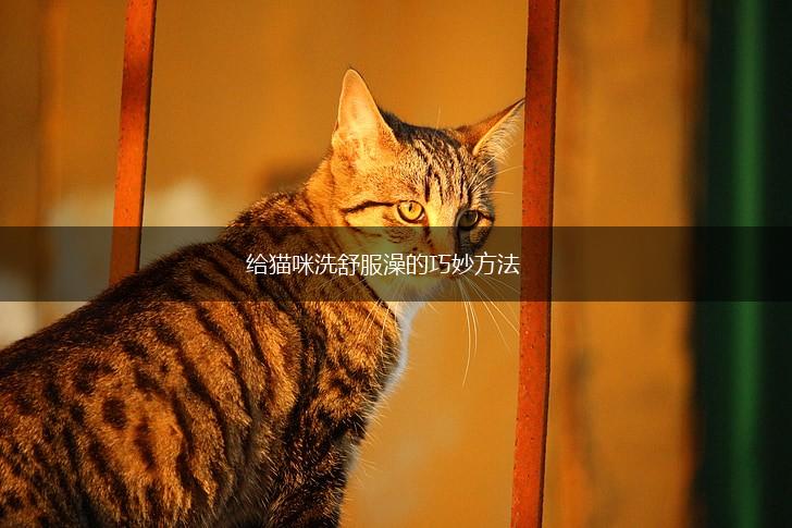 给猫咪洗舒服澡的巧妙方法,第1张