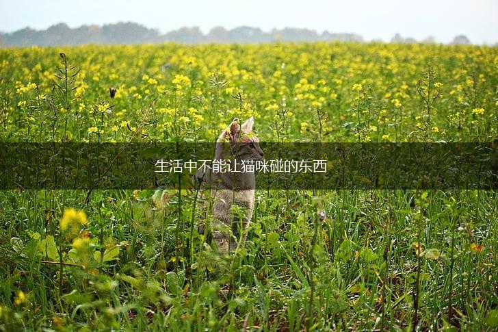 生活中不能让猫咪碰的东西,第1张