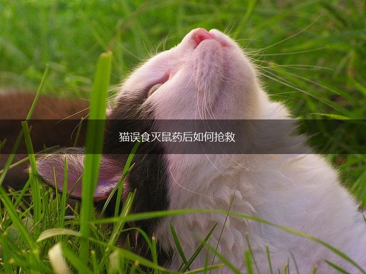 猫误食灭鼠药后如何抢救,第1张