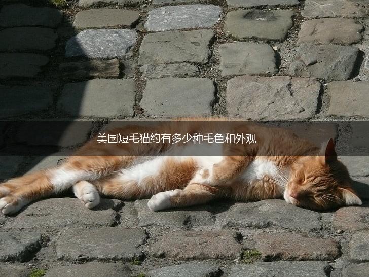 美国短毛猫约有多少种毛色和外观,第1张