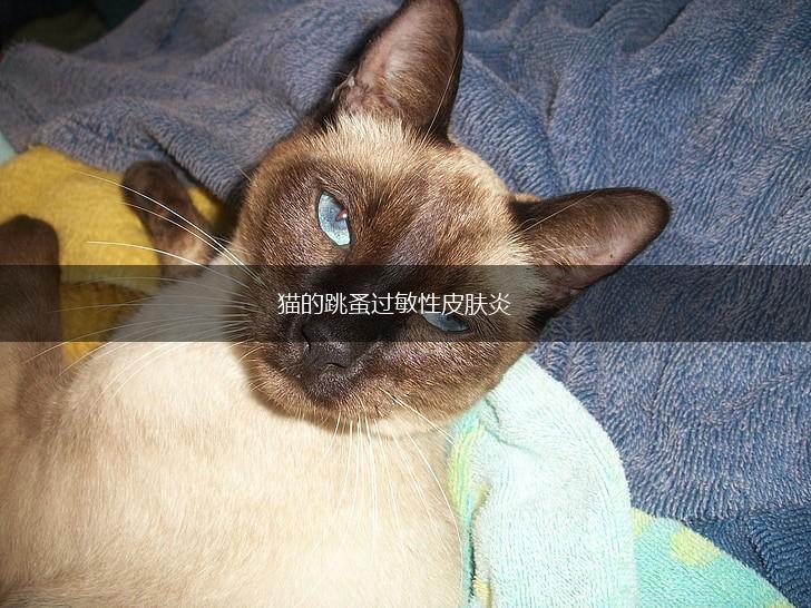 猫的跳蚤过敏性皮肤炎,第1张