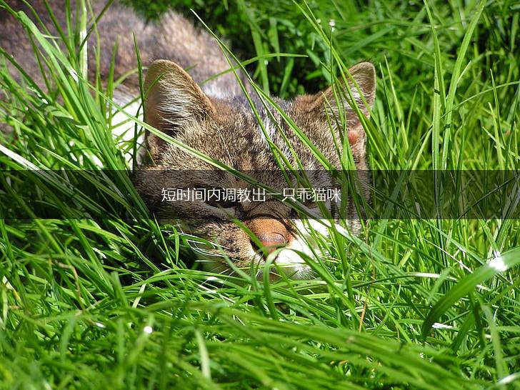 短时间内调教出一只乖猫咪,第1张 短时间内调教出一只乖猫咪,第1张