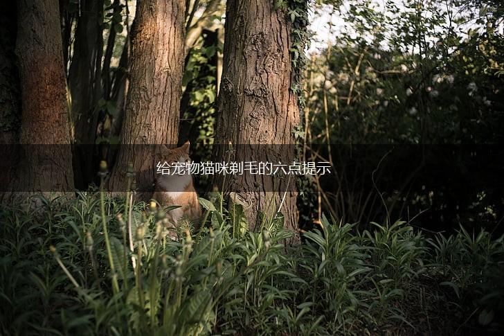 给宠物猫咪剃毛的六点提示,第1张