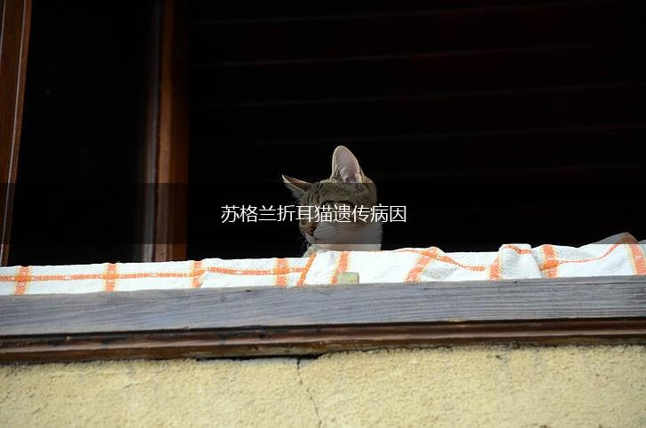 苏格兰折耳猫遗传病因,第1张