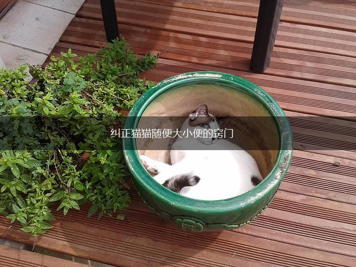 纠正猫猫随便大小便的窍门,第1张