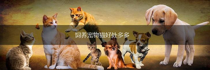 饲养宠物猫好处多多,第1张