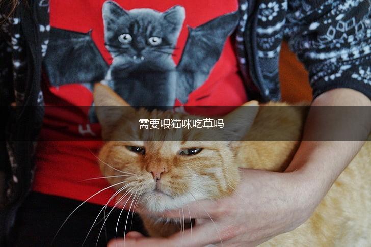 需要喂猫咪吃草吗,第1张