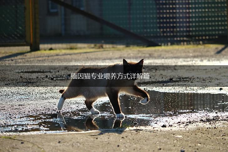 缅因猫专业喂养方式详解篇,第1张