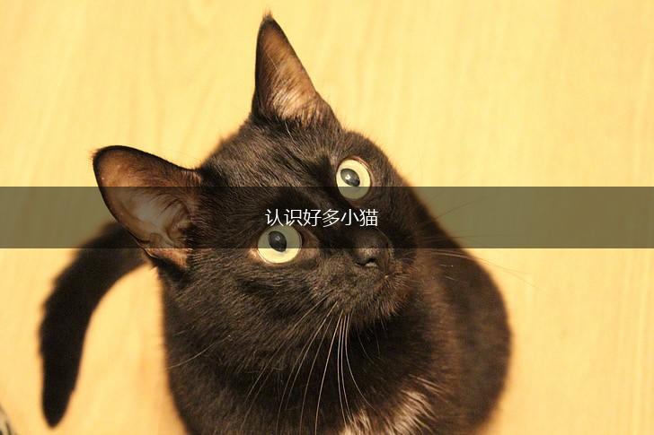 认识好多小猫,第1张 认识好多小猫,第1张
