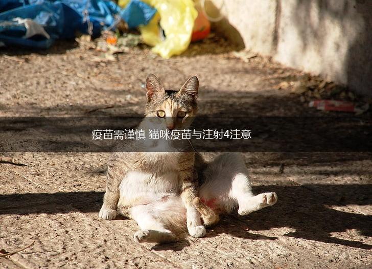 疫苗需谨慎 猫咪疫苗与注射4注意,第1张