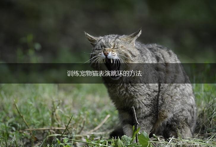 训练宠物猫表演跳环的方法,第1张