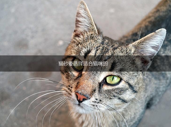 猫砂要选择适合猫咪的,第1张 猫砂要选择适合猫咪的,第1张