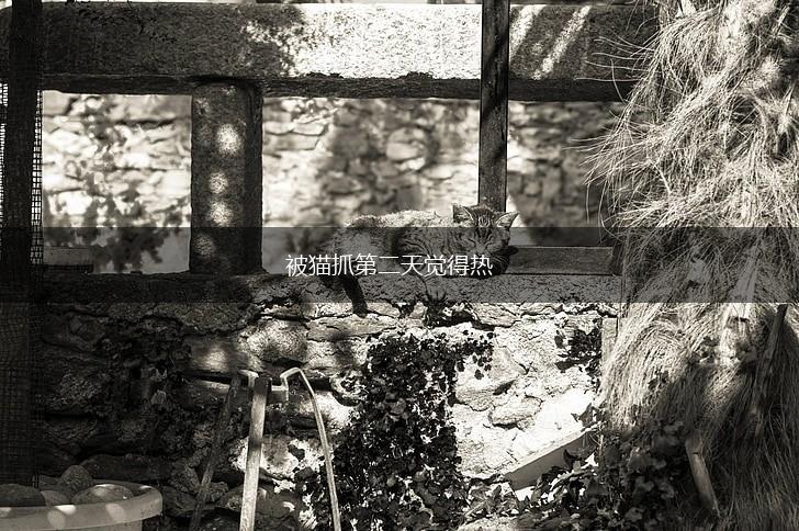 被猫抓第二天觉得热,第1张