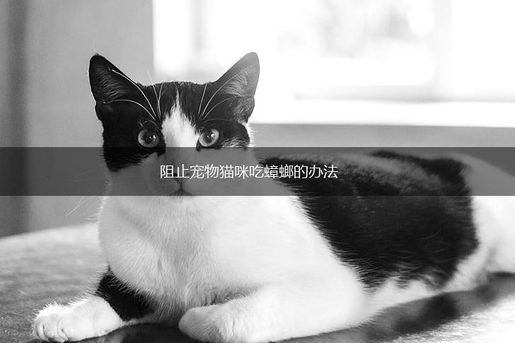 阻止宠物猫咪吃蟑螂的办法,第1张