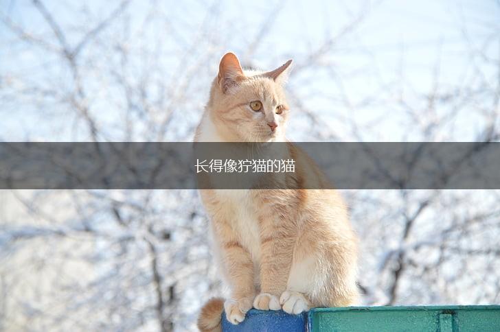 长得像狞猫的猫,第1张