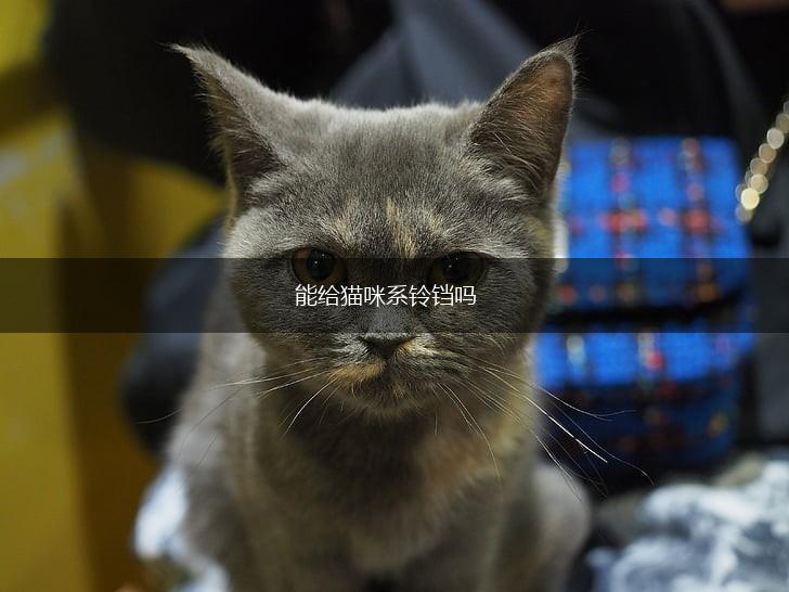 能给猫咪系铃铛吗,第1张