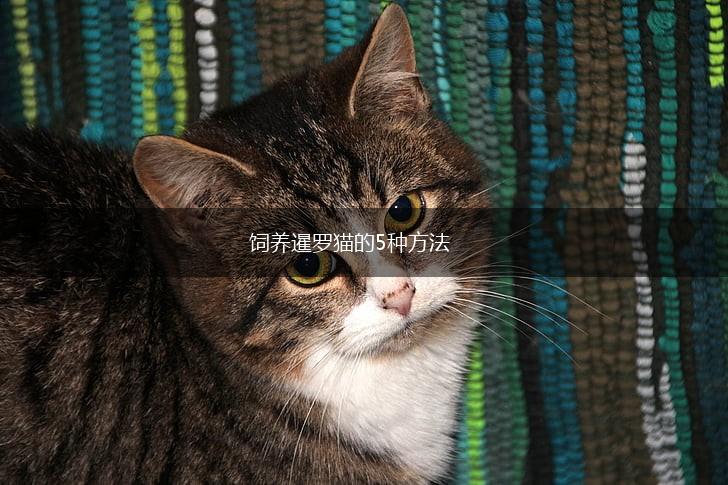 饲养暹罗猫的5种方法,第1张