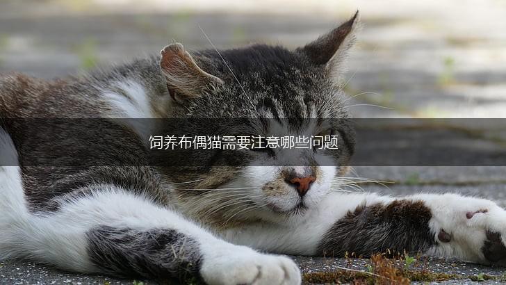 饲养布偶猫需要注意哪些问题,第1张